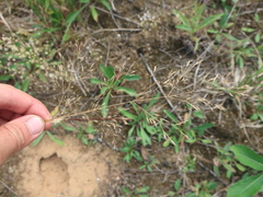 Poaceae
