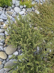 Salsola kali