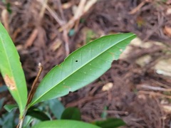 Quercus sessilifolia