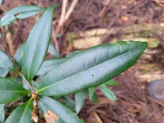 Quercus sessilifolia