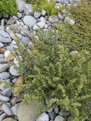 Salsola kali
