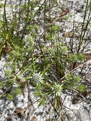 Eryngium
