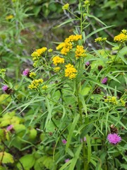 Solidago juncea