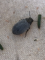 Bothrotes canaliculatus