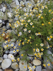Tripleurospermum maritimum