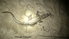 Crocodylus palustris