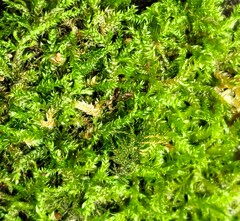 Brachythecium rivulare