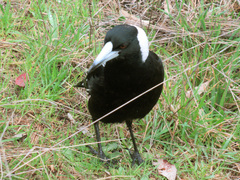 Gymnorhina tibicen