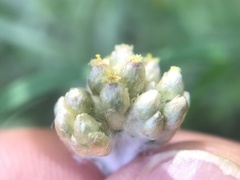 Helichrysum luteoalbum