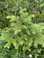 Abies amabilis