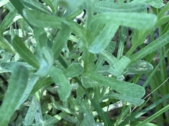 Helichrysum luteoalbum