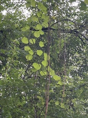 Vitis rotundifolia
