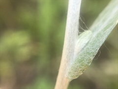 Helichrysum luteoalbum