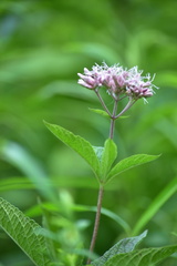 Eutrochium maculatum