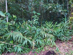 Alpinia