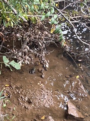 Lithobates clamitans