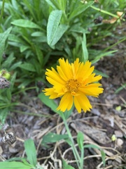 Coreopsis