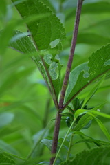 Eutrochium maculatum