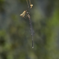 Prodasineura verticalis