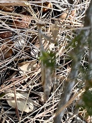 Iris oratoria