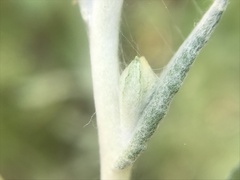Helichrysum luteoalbum