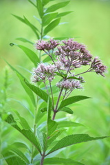 Eutrochium maculatum