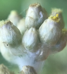 Helichrysum luteoalbum