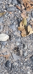 Zelotes