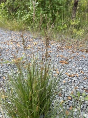 Juncus compressus