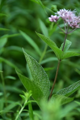 Eutrochium maculatum
