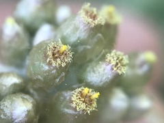 Helichrysum luteoalbum