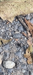 Zelotes