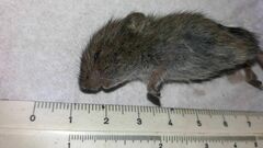 Microtus