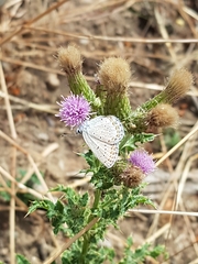 Plebejus idas