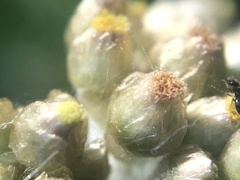 Helichrysum luteoalbum