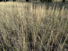 Thinopyrum intermedium