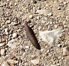 Macroglossum stellatarum