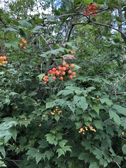 Viburnum opulus americanum