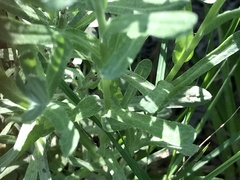 Helichrysum luteoalbum