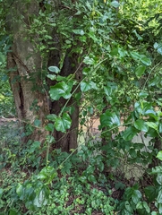 Smilax rotundifolia