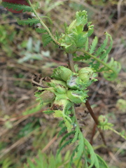 Rhopalomyia tanaceticola