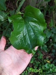 Smilax rotundifolia