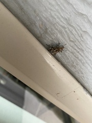 Cyphocleonus achates