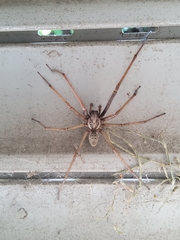 Eratigena atrica