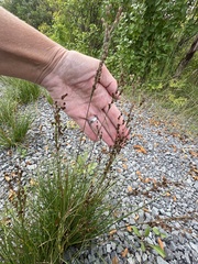 Juncus compressus