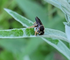 Anthidium oblongatum