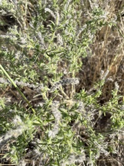 Cryptantha
