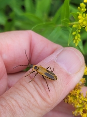 Chauliognathus pensylvanicus