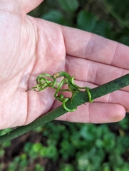 Smilax rotundifolia