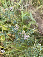 Medicago sativa